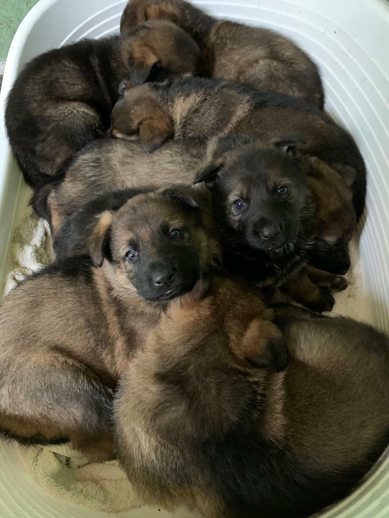 german shepherds for sale gumtree